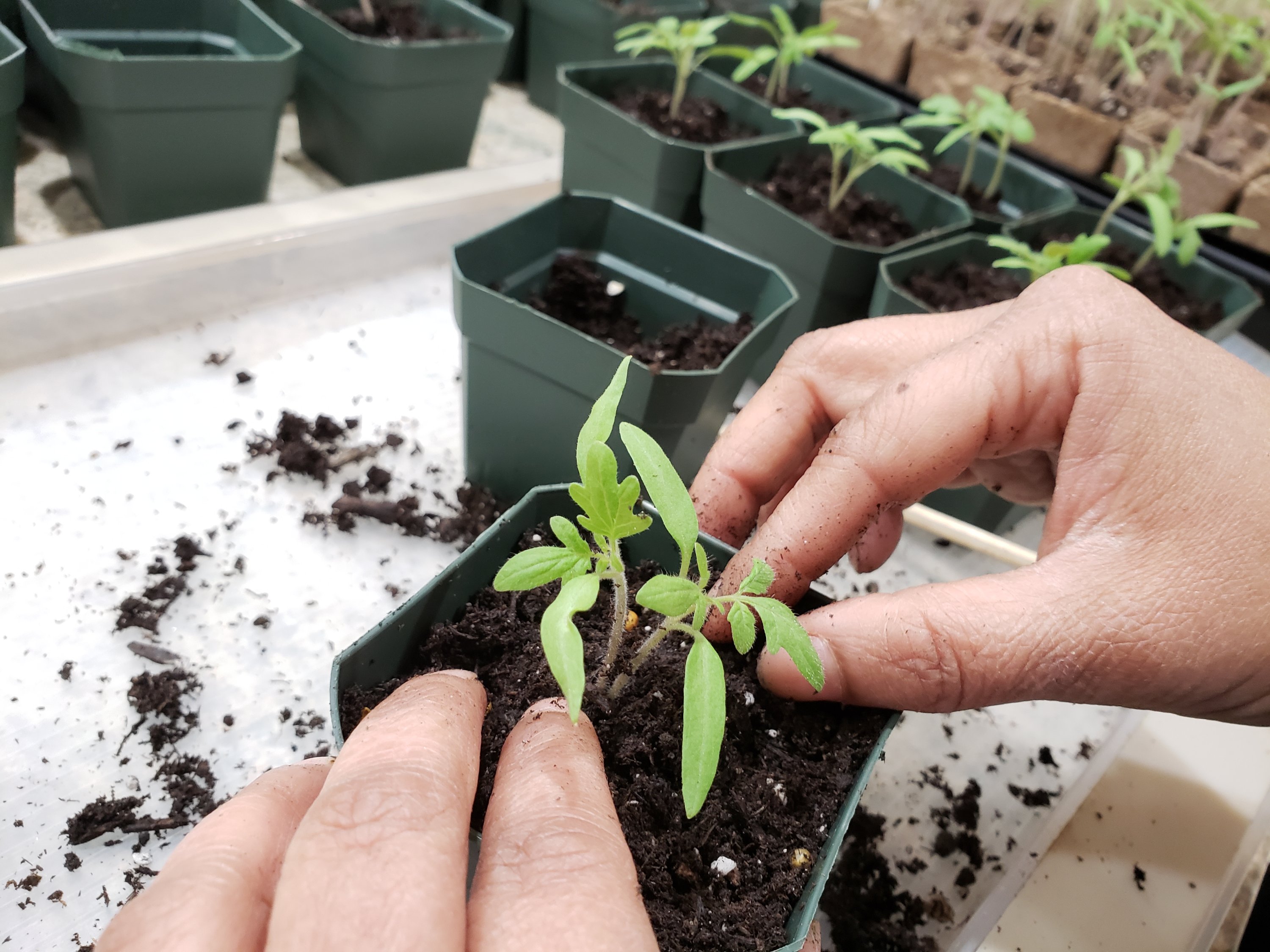 Tips For Transplanting Seedlings Greenfellas4you